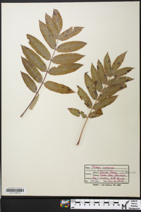 Sorbus americana image