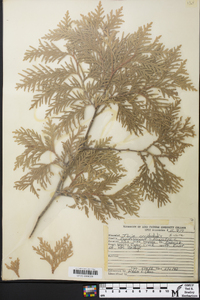 Thuja occidentalis image