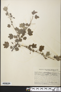 Ribes rotundifolium image