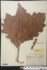 Quercus bicolor image