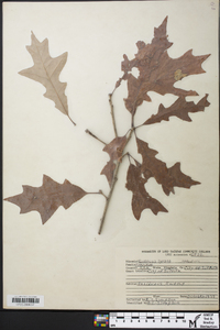 Quercus lyrata image