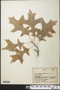 Quercus palustris image