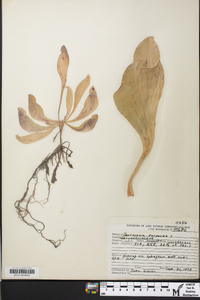 Sarracenia purpurea image