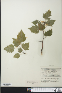 Crataegus pruinosa image