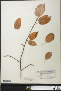 Amelanchier laevis image