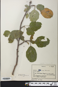 Malus pumila image