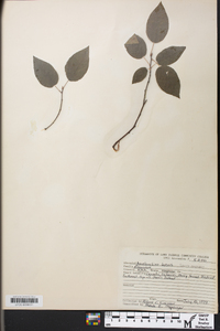 Amelanchier laevis image