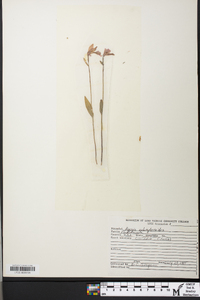 Pogonia ophioglossoides image