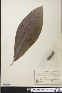 Magnolia tripetala image