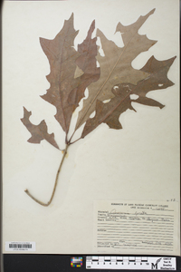 Quercus lyrata image