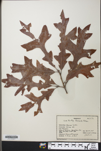 Quercus lyrata image