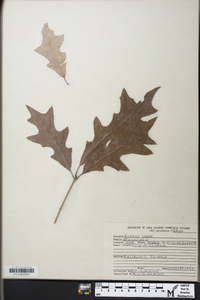 Quercus lyrata image