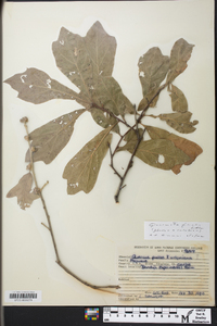 Quercus x filialis image