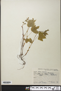 Rubus pubescens image