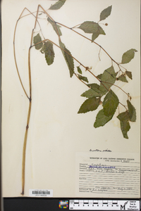 Impatiens pallida image