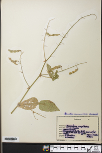 Desmodium cuspidatum image