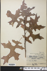 Quercus coccinea image