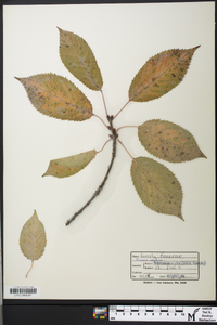 Prunus avium image