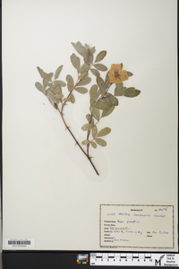 Rosa palustris image