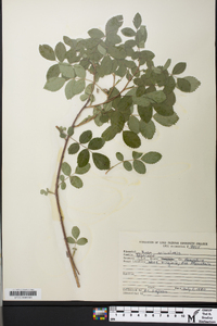 Rosa acicularis image