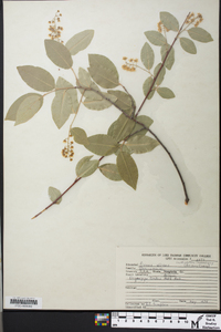 Prunus serotina var. virens image