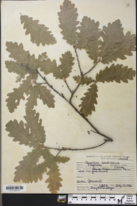 Quercus x comptoniae image