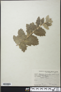 Quercus turbinella image