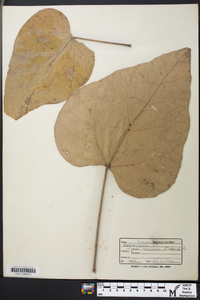 Catalpa bignonioides image