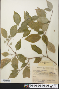 Cornus alternifolia image