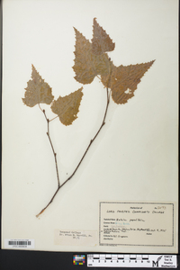 Betula populifolia image