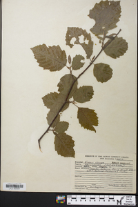 Corylus cornuta image