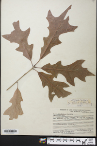 Quercus lyrata image