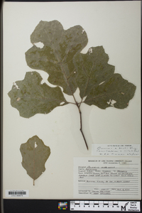 Quercus × bushii image