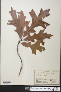 Quercus lyrata image