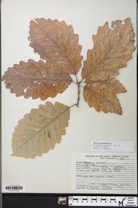 Quercus montana image