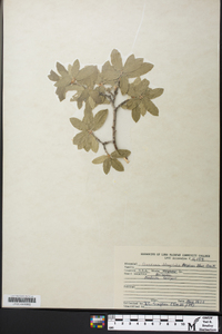 Quercus oblongifolia image