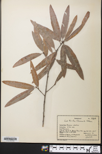 Quercus phellos image