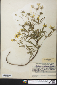 Bidens polylepis image