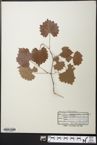 Vitis rupestris image