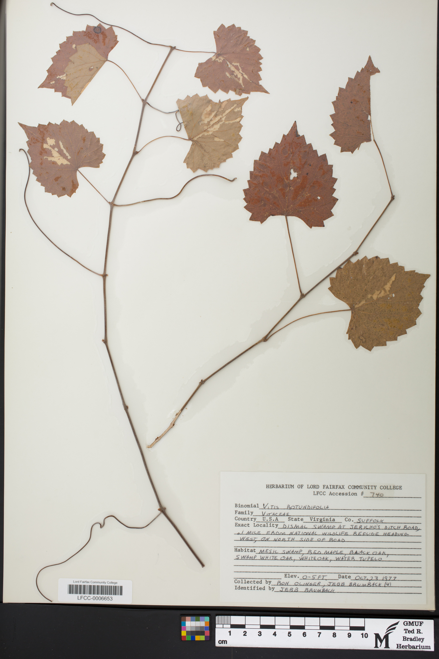 Vitis rotundifolia image