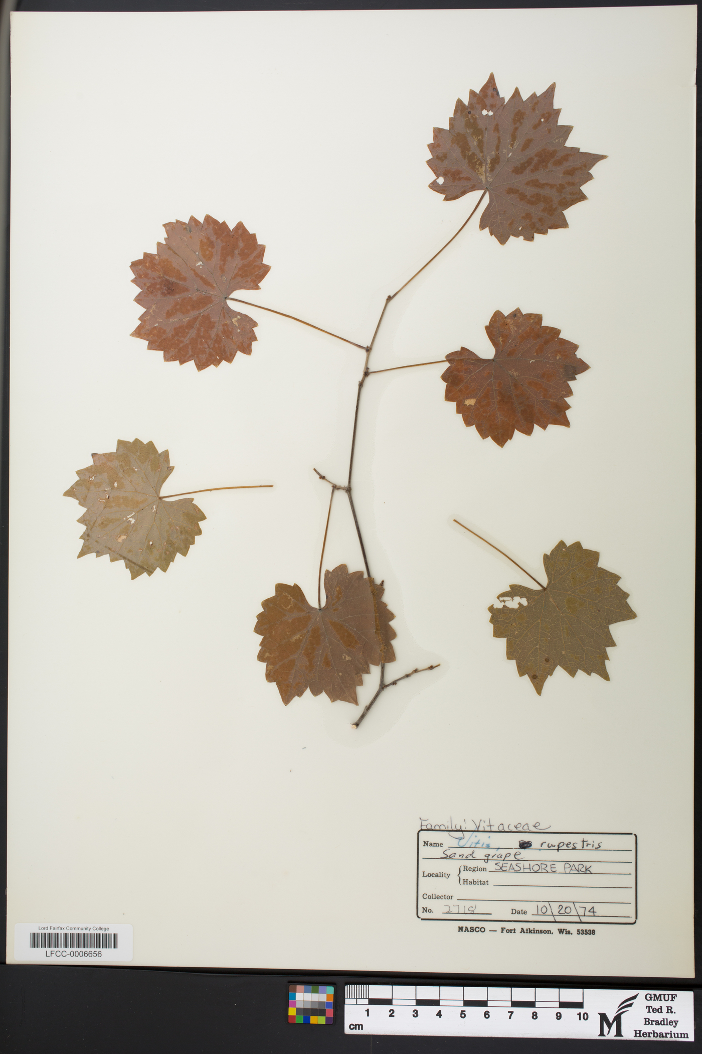 Vitis rupestris image