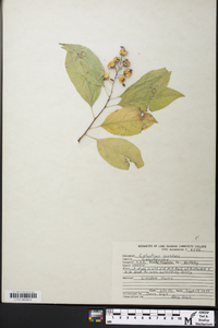 Celastrus scandens image