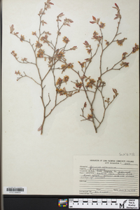 Vaccinium fuscatum image