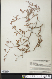 Vaccinium fuscatum image