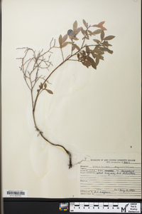 Vaccinium angustifolium image