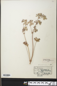 Geranium columbinum image