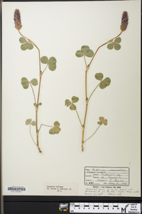 Trifolium incarnatum image