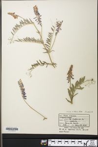 Vicia cracca image