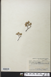 Vaccinium uliginosum image