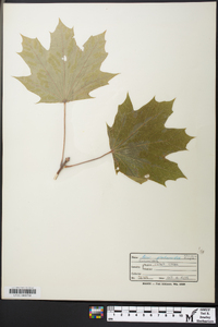 Acer platanoides image